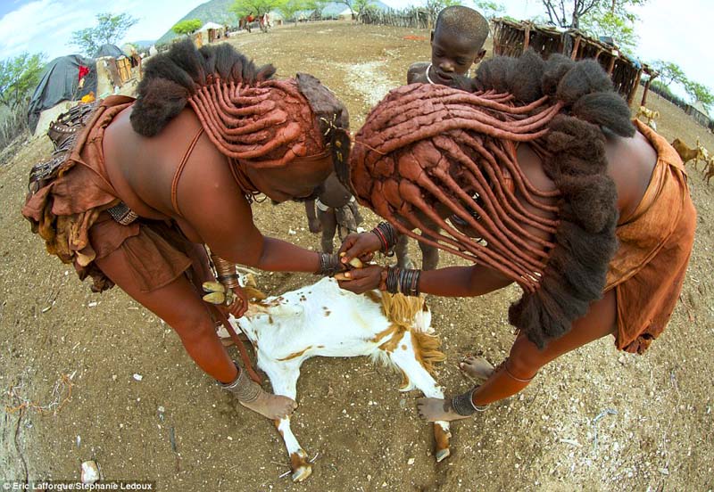 A pair of women remove ticks from a goat - a job that can take hours when done by hand as the Himbas do it. Sometimes, the children help out