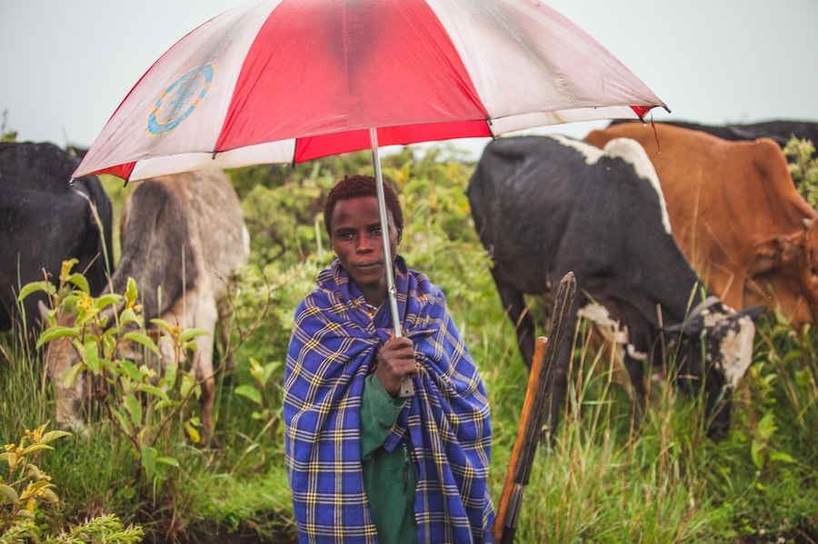 Guardians of Health: Maasai Pastoralists at the crossroads between animal and human disease in Tanzania and Kenya