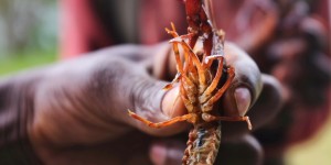 Freshwater Crayfish: the forgotten invaders wreaking havoc across Africa