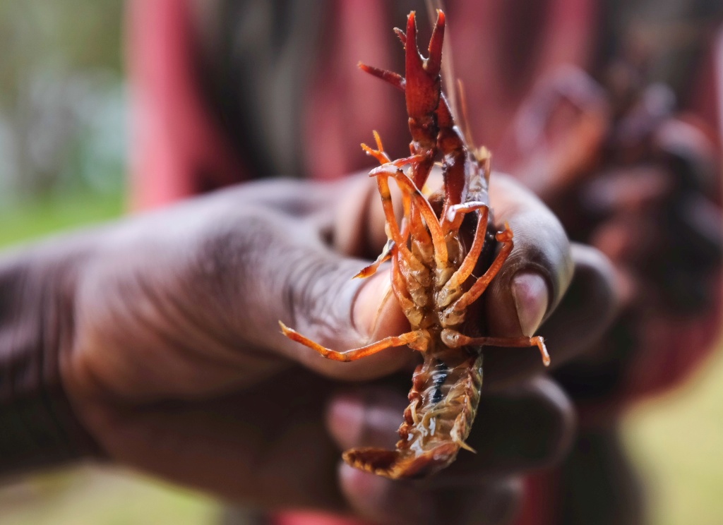 Freshwater Crayfish: the forgotten invaders wreaking havoc across Africa