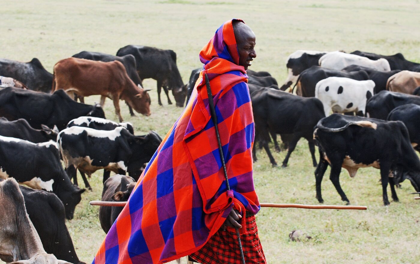 Emerging Diseases Threaten the Maasai People & Their Herds